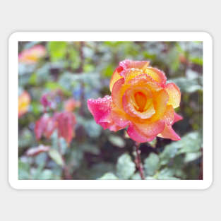 Multicolored Rose in Spring Rain Sticker